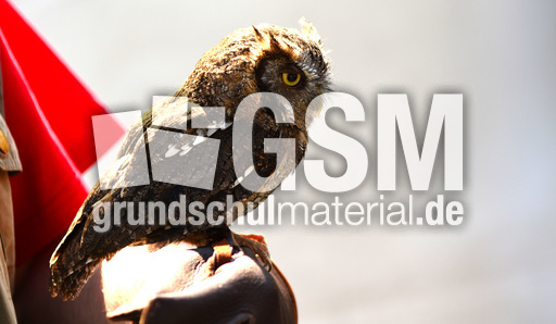 Choliba-Kreischeule (05).jpg